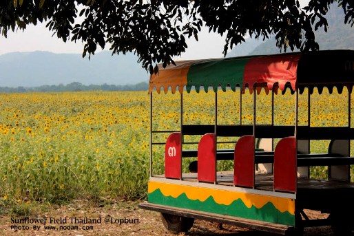 ทุ่งทานตะวัน เขาจีนแล จังหวัดลพบุรี ดอกไม้สวยๆ พร้อม วิวภูเขา พื้นที่กว่า 1400 ไร่